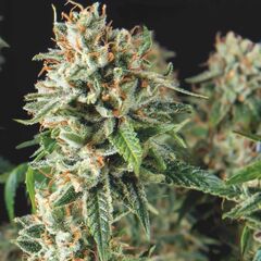 Super OG Kush Fast, Фасовка: 3+1